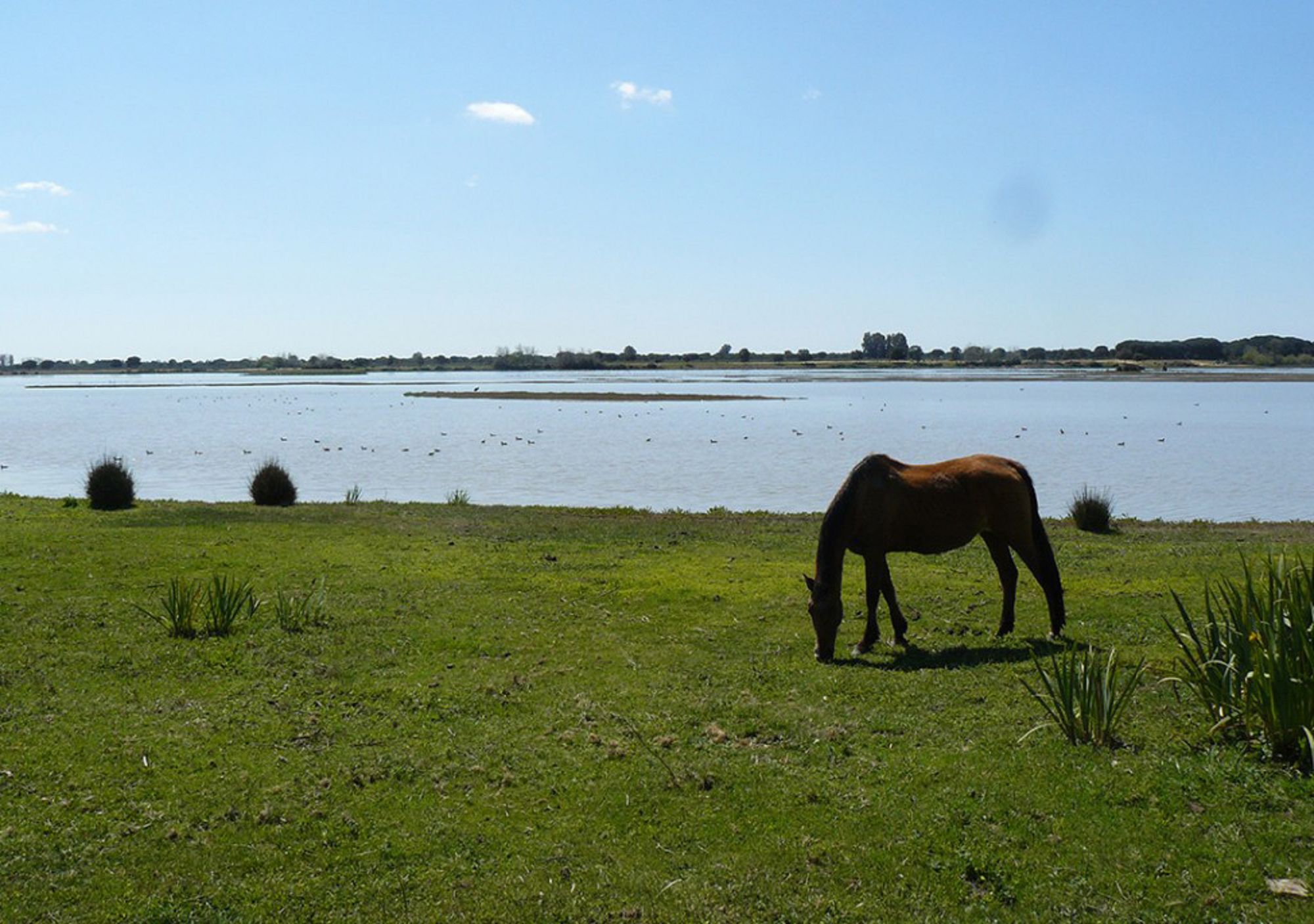 visitas al Parque Nacional de Doñana desde Sevilla